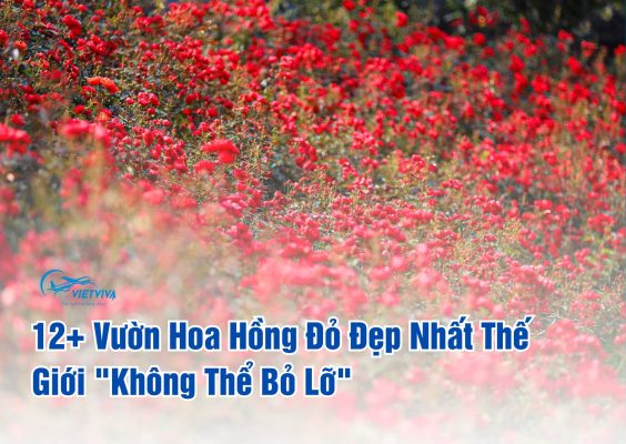 vườn hoa hồng đỏ đẹp nhất thế giới