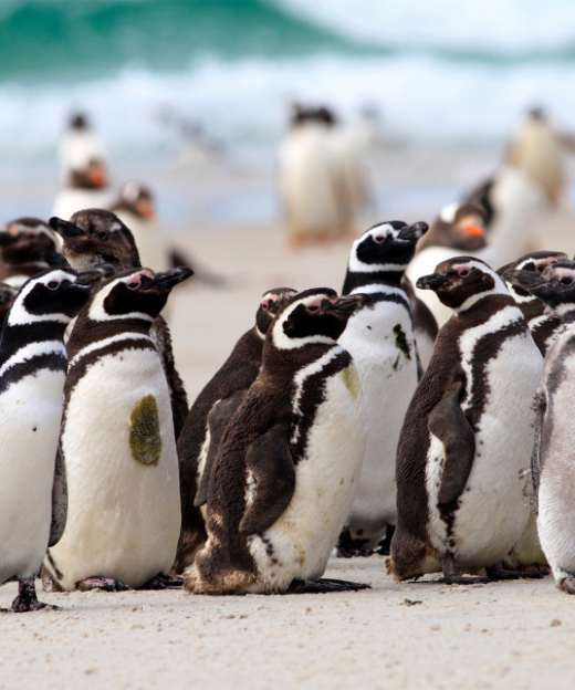 ĐẢO CHIM CÁNH CỤT - NAM PHI