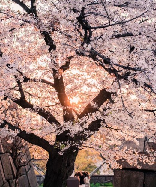 HOA ANH ĐÀO NHẬT BẢN (2)