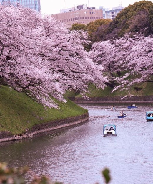 HOA ANH ĐÀO NHẬT BẢN (2)