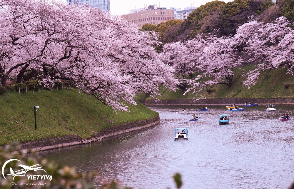 HOA ANH ĐÀO NHẬT BẢN HOA ANH ĐÀO NHẬT BẢN (2)