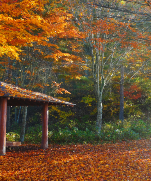 MÙA THU NHẬT BẢN