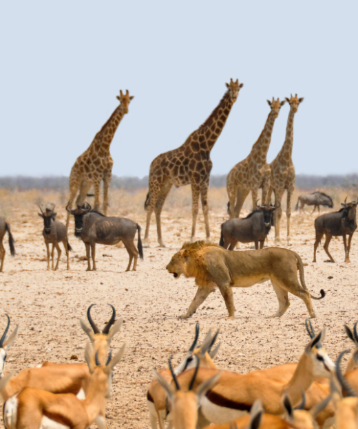 KHU BẢO TỒN THIÊN NHIÊN HOANG DÃ NAM PHI