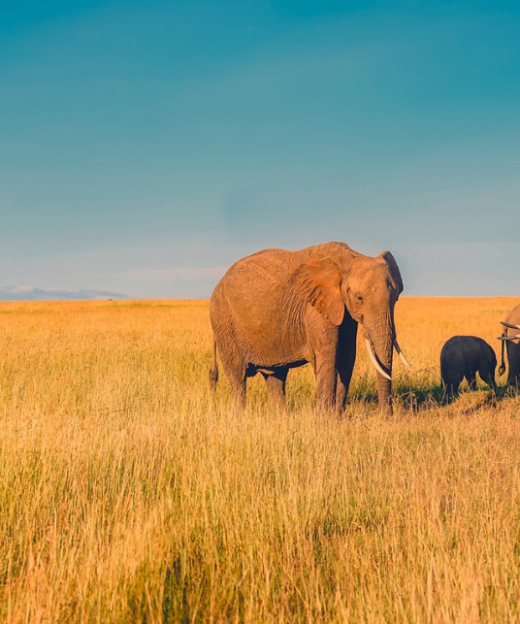 RỪNG QUỐC GIA NAM PHI