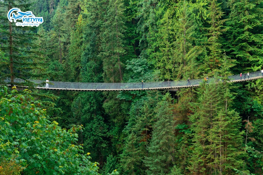 Cầu treo Capilano