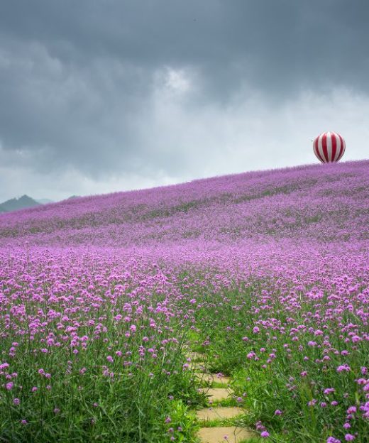 VƯỜN HOA Ở QUÝ CHÂU - TRUNG QUỐC