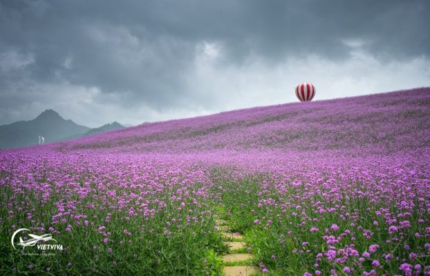 VƯỜN HOA Ở QUÝ CHÂU - TRUNG QUỐC