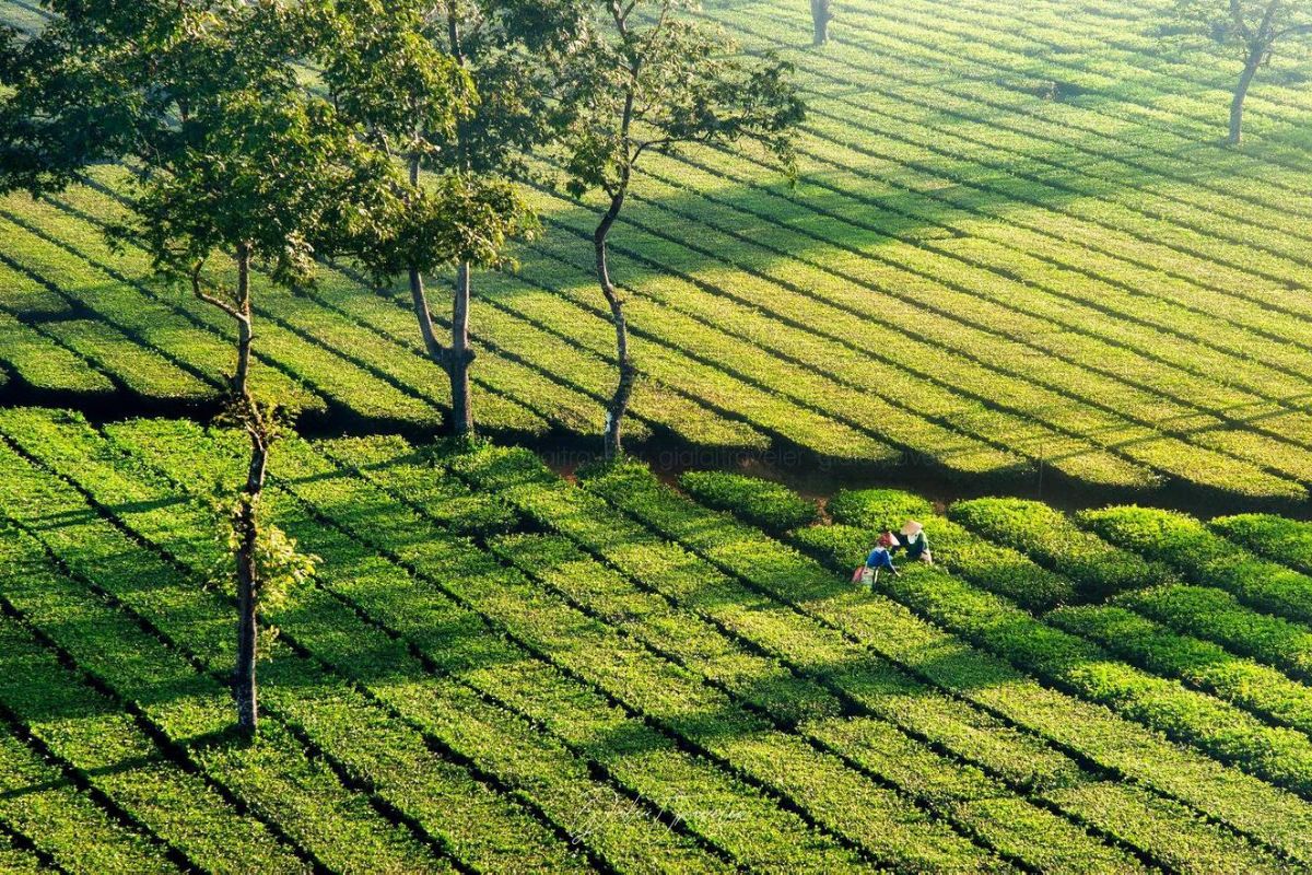 Biển Hồ Chè